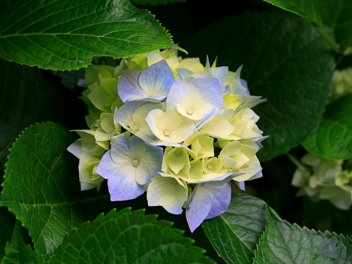 건강체조 동영상(여기를 클릭하세요!) 첨부이미지 : Hydrangeas.jpg